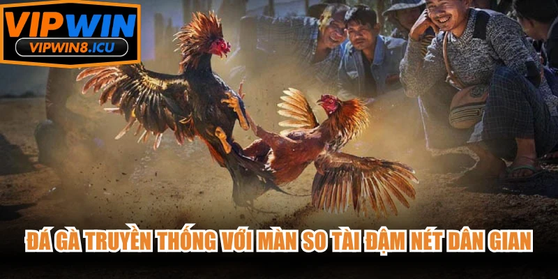 Đá gà truyền thống với màn so tài đậm nét dân gian