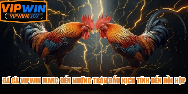 Đá gà VIPWIN mang đến những trận đấu kịch tính đến hồi hộp, gây cấn